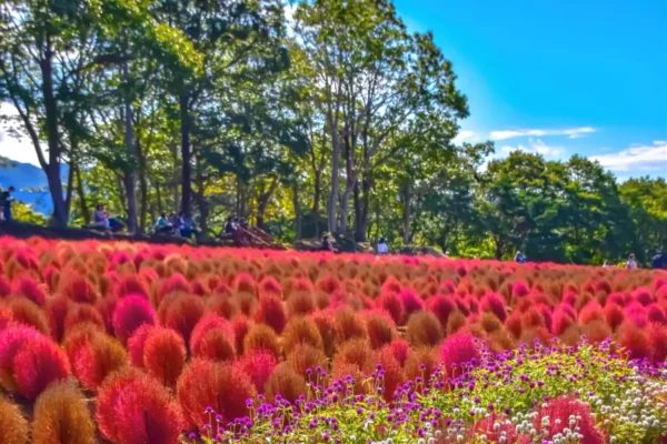 12 Địa Điểm Ngắm Kochia Đẹp Nhất Nhật Bản