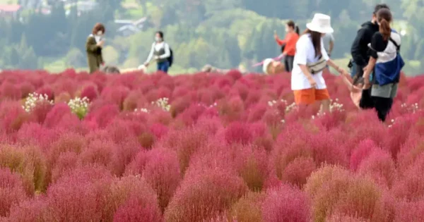 12 Địa Điểm Ngắm Kochia Đẹp Nhất Nhật Bản