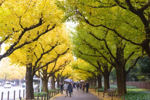 Đại lộ Icho Namiki - con đường lá vàng ở Tokyo
