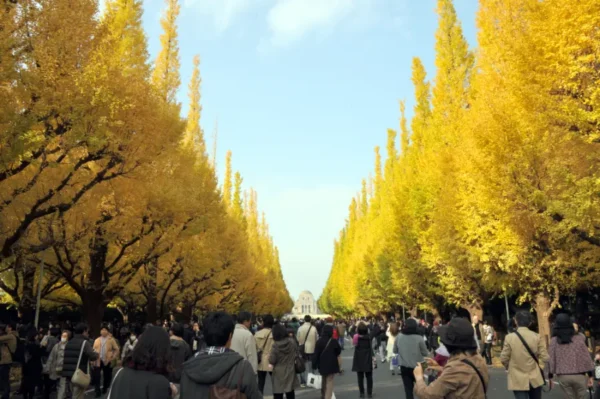 Đại lộ Icho Namiki - con đường lá vàng ở Tokyo