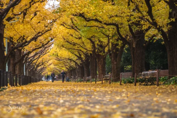 Đại lộ Icho Namiki - con đường lá vàng ở Tokyo