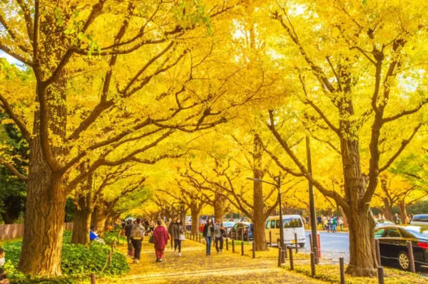 Đại lộ Icho Namiki - con đường lá vàng ở Tokyo