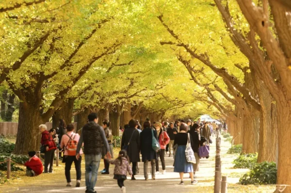 Đại lộ Icho Namiki - con đường lá vàng ở Tokyo