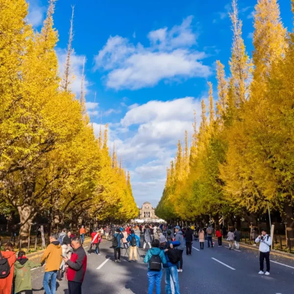 Đại lộ Icho Namiki - con đường lá vàng ở Tokyo