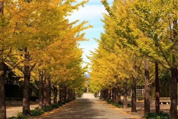 Cây bạch quả (Ginkgo)