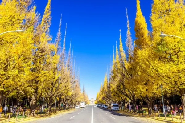 Meiji Jingu Gaien - Khung cảnh lá vàng tuyệt đẹp giữa thủ đô Tokyo