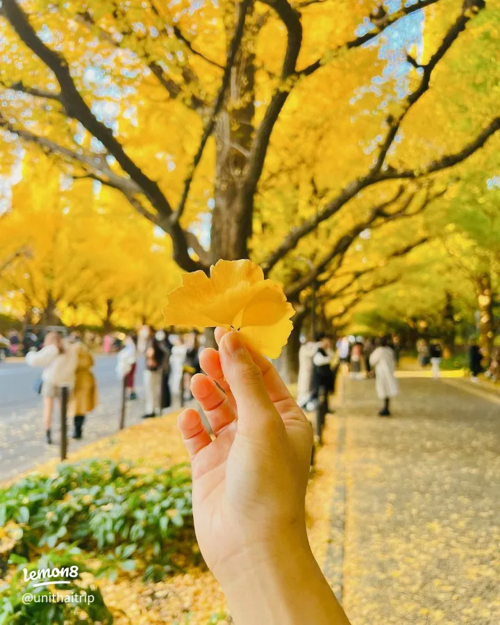 Meiji Jingu Gaien - Khung cảnh lá vàng tuyệt đẹp giữa thủ đô Tokyo