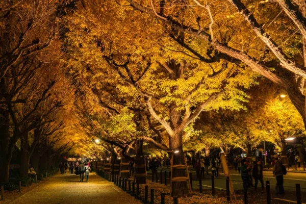 Meiji Jingu Gaien - Khung cảnh lá vàng tuyệt đẹp giữa thủ đô Tokyo