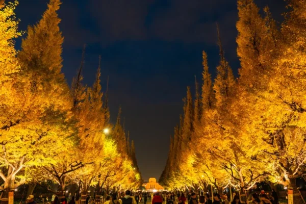 Meiji Jingu Gaien - Khung cảnh lá vàng tuyệt đẹp giữa thủ đô Tokyo