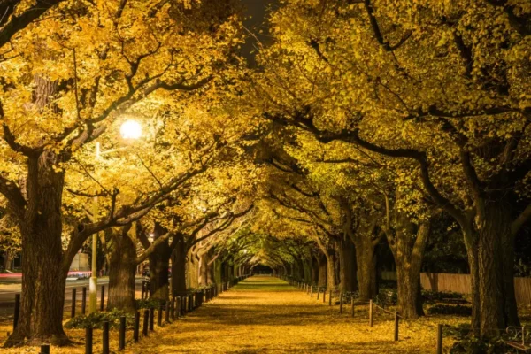 Meiji Jingu Gaien - Khung cảnh lá vàng tuyệt đẹp giữa thủ đô Tokyo