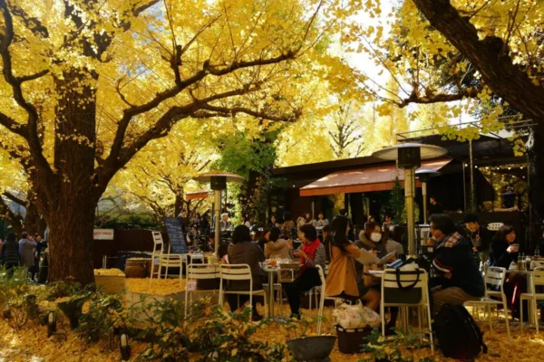Meiji Jingu Gaien - Khung cảnh lá vàng tuyệt đẹp giữa thủ đô Tokyo