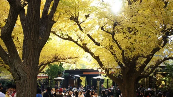Meiji Jingu Gaien - Khung cảnh lá vàng tuyệt đẹp giữa thủ đô Tokyo