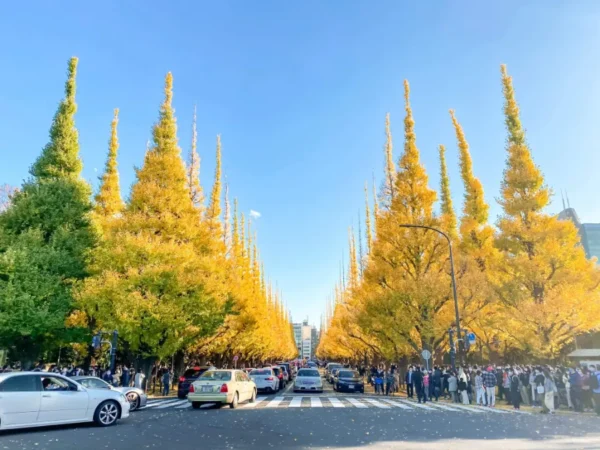 Meiji Jingu Gaien - Khung cảnh lá vàng tuyệt đẹp giữa thủ đô Tokyo