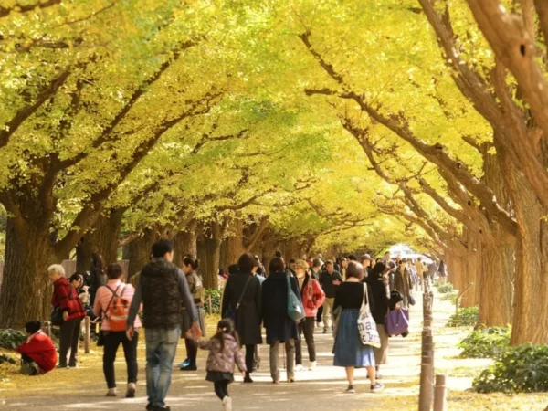 Meiji Jingu Gaien - Khung cảnh lá vàng tuyệt đẹp giữa thủ đô Tokyo