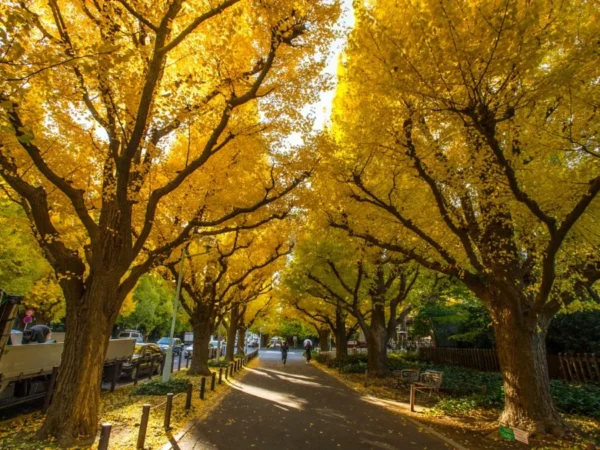 Meiji Jingu Gaien - Khung cảnh lá vàng tuyệt đẹp giữa thủ đô Tokyo
