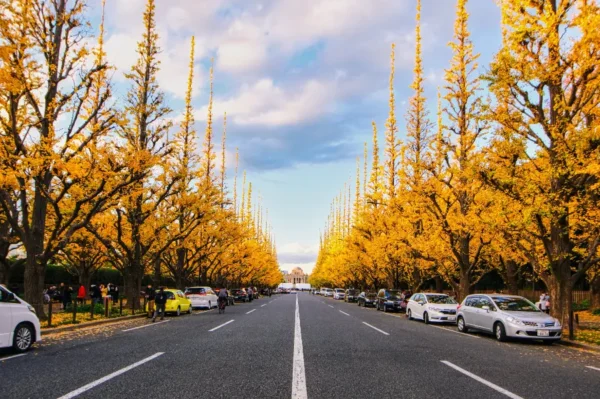 Meiji Jingu Gaien - Khung cảnh lá vàng tuyệt đẹp giữa thủ đô Tokyo
