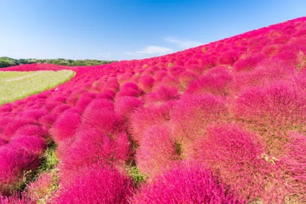 12 Địa Điểm Ngắm Kochia Đẹp Nhất Nhật Bản