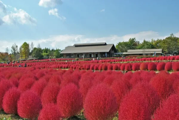 12 Địa Điểm Ngắm Kochia Đẹp Nhất Nhật Bản
