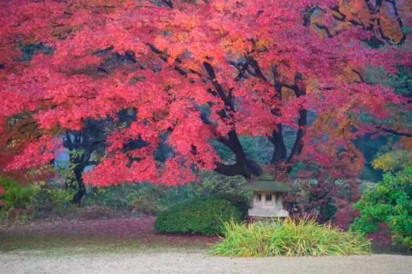 Rikugien Garden vào mùa thu