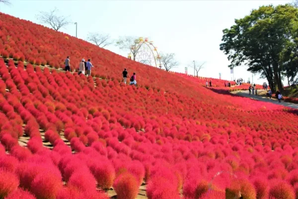 12 Địa Điểm Ngắm Kochia Đẹp Nhất Nhật Bản