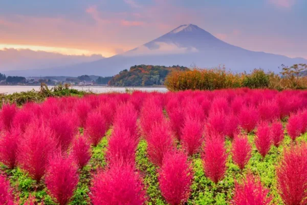 12 Địa Điểm Ngắm Kochia Đẹp Nhất Nhật Bản