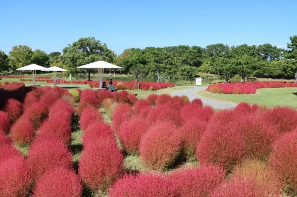 12 Địa Điểm Ngắm Kochia Đẹp Nhất Nhật Bản