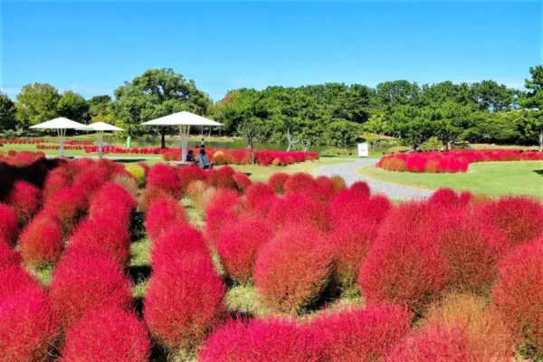 12 Địa Điểm Ngắm Kochia Đẹp Nhất Nhật Bản
