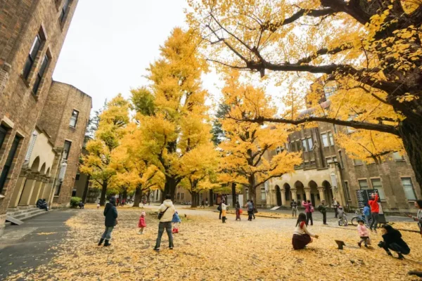 Cây bạch quả (Ginkgo)