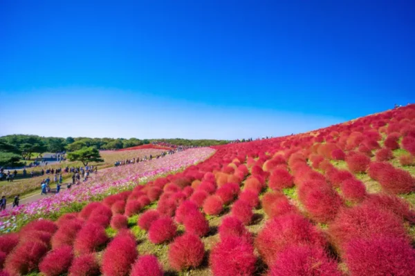 12 Địa Điểm Ngắm Kochia Đẹp Nhất Nhật Bản