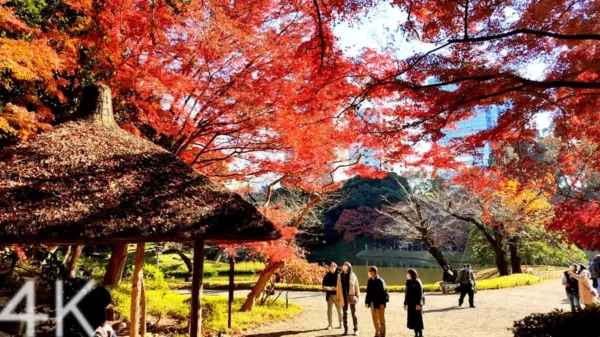 Koishikawa Korakuen Garden - Nơi hội tụ vẻ đẹp của mùa thu Nhật Bản
