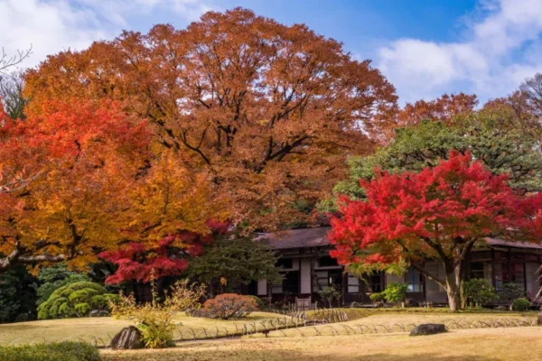 Koishikawa Korakuen Garden - Nơi hội tụ vẻ đẹp của mùa thu Nhật Bản