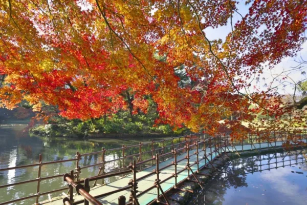 Koishikawa Korakuen Garden - Nơi hội tụ vẻ đẹp của mùa thu Nhật Bản