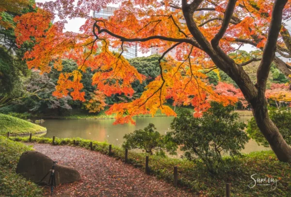Koishikawa Korakuen Garden - Nơi hội tụ vẻ đẹp của mùa thu Nhật Bản
