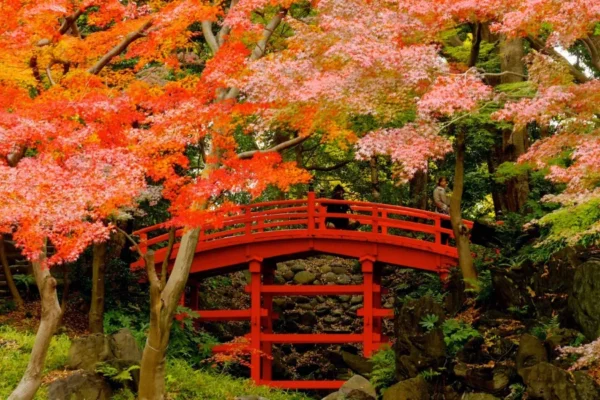 Koishikawa Korakuen Garden - Nơi hội tụ vẻ đẹp của mùa thu Nhật Bản