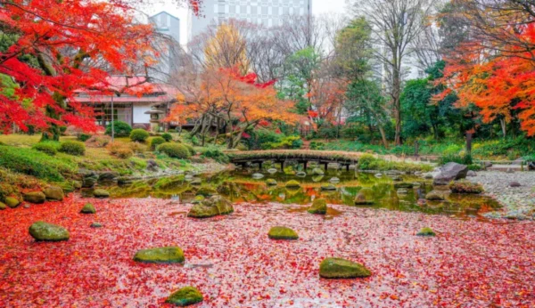 Koishikawa Korakuen Garden - Nơi hội tụ vẻ đẹp của mùa thu Nhật Bản