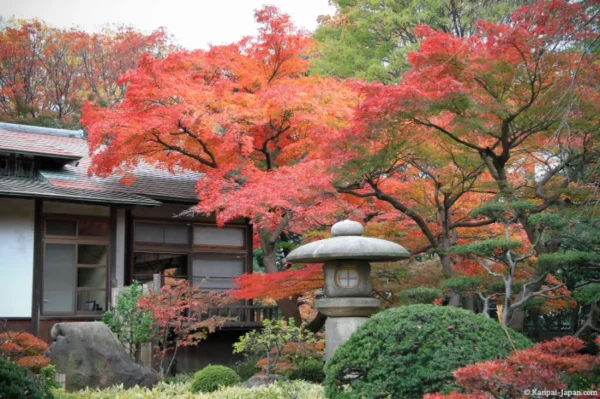 Koishikawa Korakuen Garden - Nơi hội tụ vẻ đẹp của mùa thu Nhật Bản