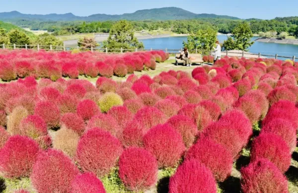 12 Địa Điểm Ngắm Kochia Đẹp Nhất Nhật Bản
