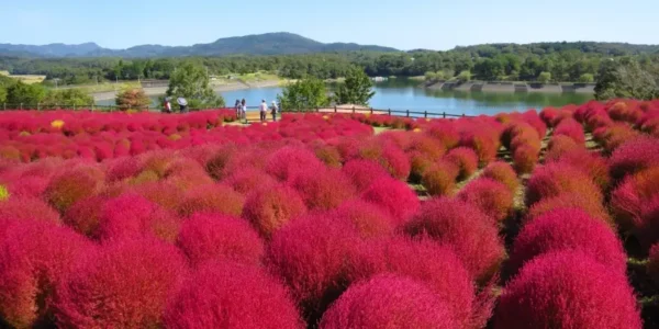 12 Địa Điểm Ngắm Kochia Đẹp Nhất Nhật Bản