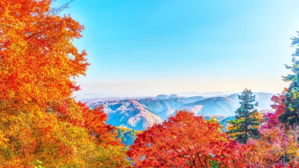 Hành trình săn lá đỏ trên đỉnh núi Takao (Takao Mountain)