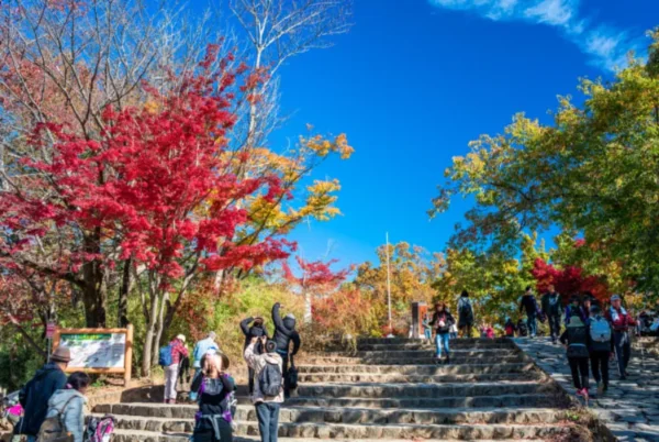 Hành trình săn lá đỏ trên đỉnh núi Takao (Takao Mountain)