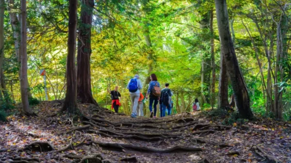 Hành trình săn lá đỏ trên đỉnh núi Takao (Takao Mountain)