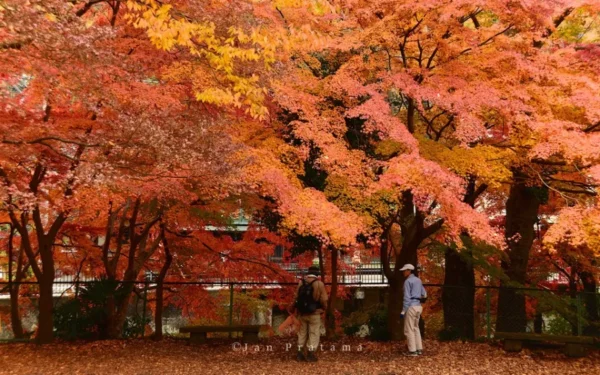 Hành trình săn lá đỏ trên đỉnh núi Takao (Takao Mountain)