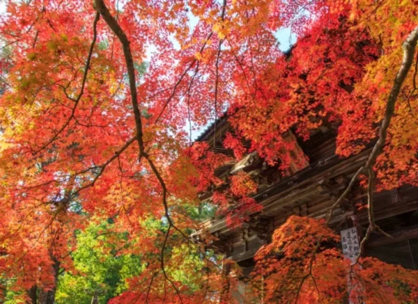 Hành trình săn lá đỏ trên đỉnh núi Takao (Takao Mountain)