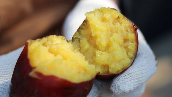 Yakiimo - Khoai lang nướng Nhật Bản