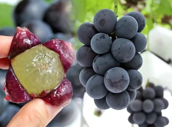 Nho Kyoho - Vua Của Các Loại Nho Nhật Bản Nho Kyoho - Vua Của Các Loại Nho Nhật Bản