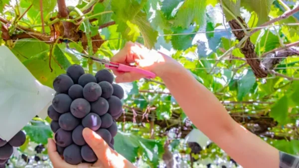 Nho Kyoho - Vua Của Các Loại Nho Nhật Bản Nho Kyoho - Vua Của Các Loại Nho Nhật Bản