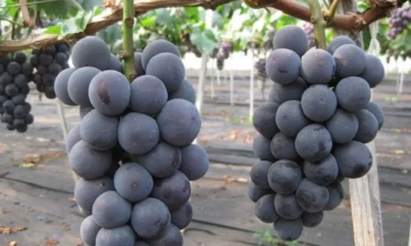 Nho Kyoho - Vua Của Các Loại Nho Nhật Bản Nho Kyoho - Vua Của Các Loại Nho Nhật Bản