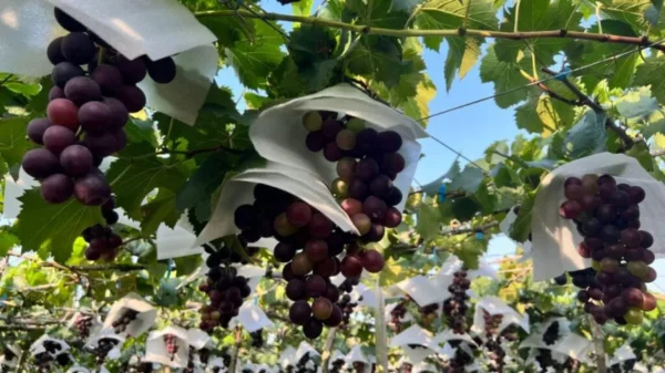 Nho Kyoho - Vua Của Các Loại Nho Nhật Bản Nho Kyoho - Vua Của Các Loại Nho Nhật Bản