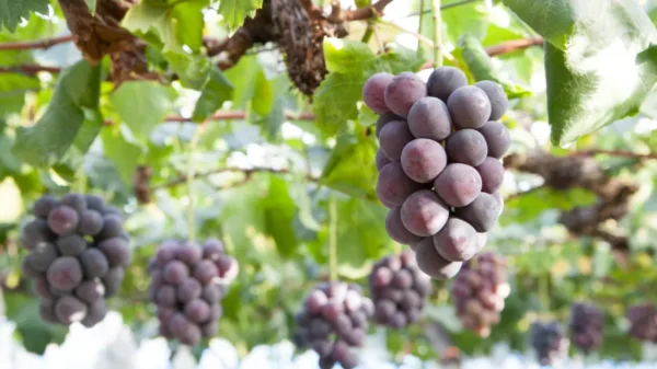 Nho Kyoho - Vua Của Các Loại Nho Nhật Bản Nho Kyoho - Vua Của Các Loại Nho Nhật Bản