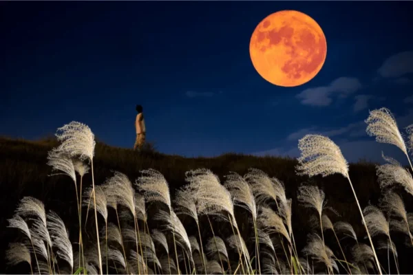 Tsukimi - Lễ Hội Ngắm Trăng Thanh Tao, Tinh Tế của người Nhật Tsukimi - Lễ Hội Ngắm Trăng của người Nhật